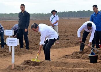 Presiden Joko Widodo melakukan penanaman tebu perdana di PT Global Papua Abadi, Kampung Sermayam, Distrik Tanah Miring, Kabupaten Merauke, Provinsi Papua Selatan, pada Selasa, 23 Juli 2024. Foto: BPMI Setpres/Muchlis Jr